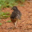 Turnix combattant