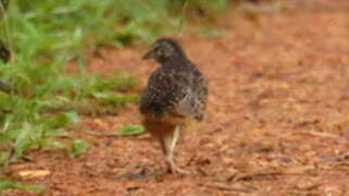 Barred Buttonquail