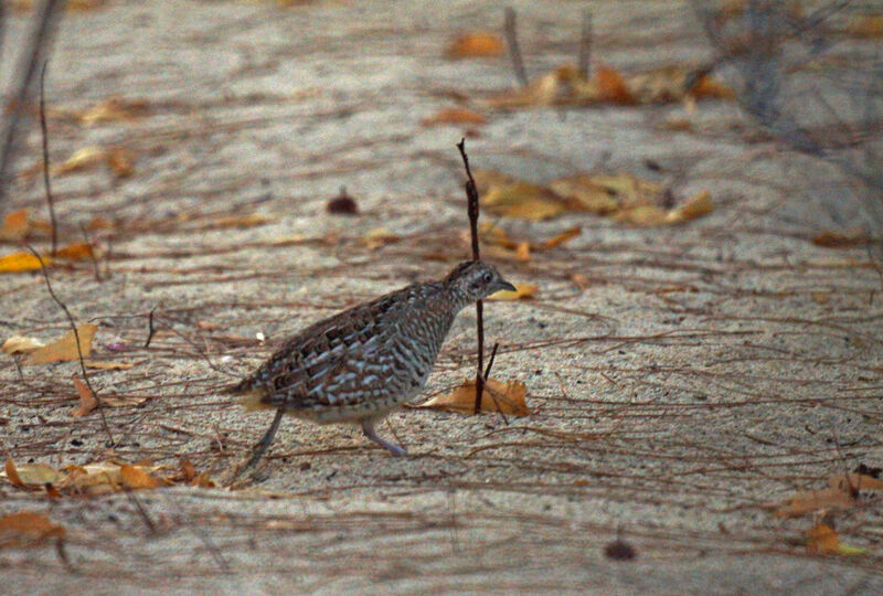 Madagascan Buttonquail