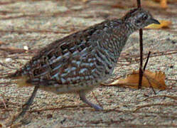 Madagascan Buttonquail