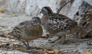 Madagascar Buttonquail