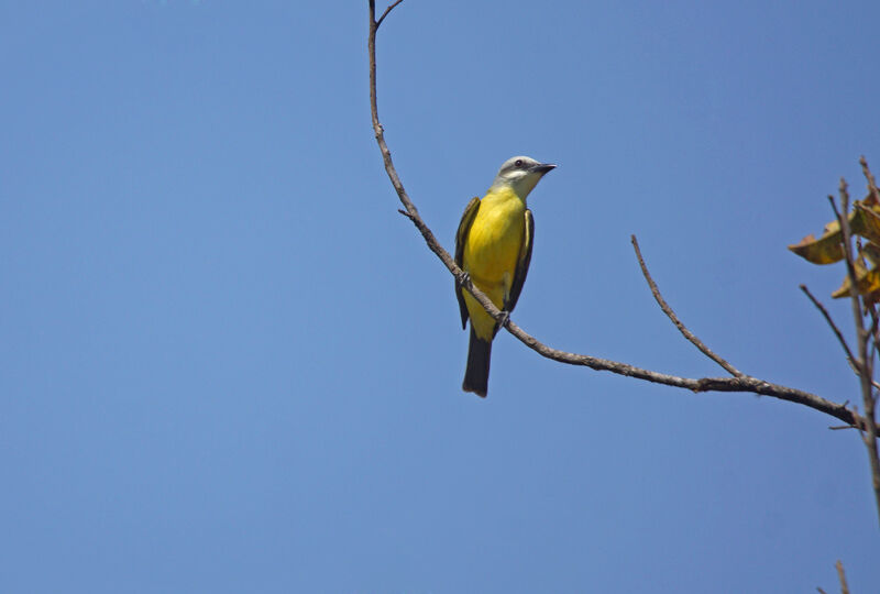 White-throated Kingbird