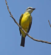 White-throated Kingbird