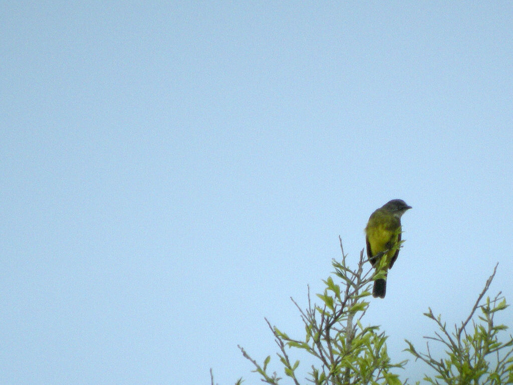 Dusky-chested Flycatcher