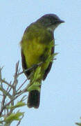 Dusky-chested Flycatcher