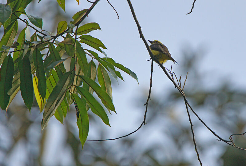 Lemon-browed Flycatcher