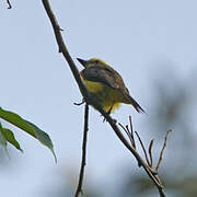 Lemon-browed Flycatcher