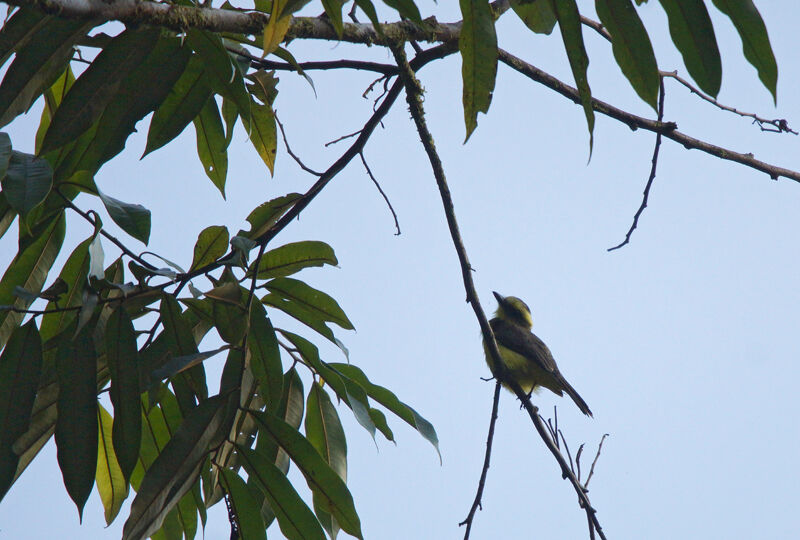 Lemon-browed Flycatcher