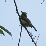 Lemon-browed Flycatcher