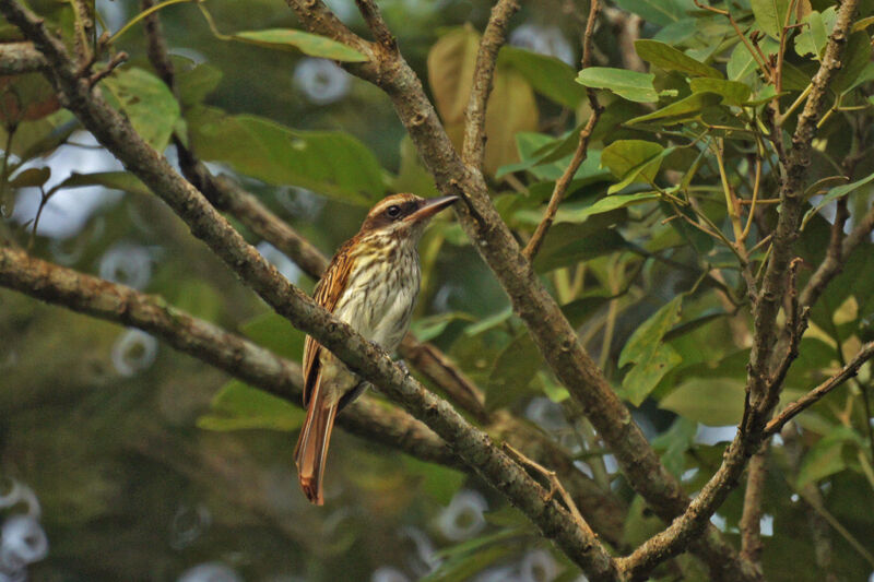 Streaked Flycatcher