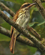 Streaked Flycatcher