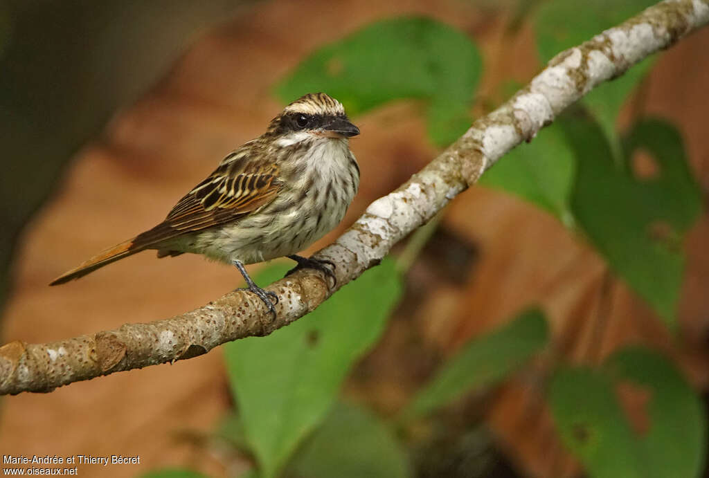 Streaked Flycatcher