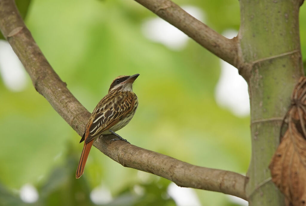 Streaked Flycatcher