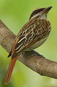 Streaked Flycatcher