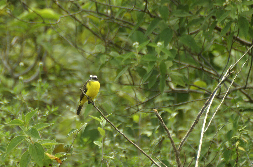 Rusty-margined Flycatcher