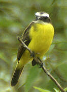 Rusty-margined Flycatcher