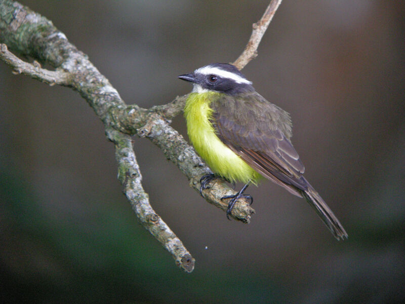 Rusty-margined Flycatcher