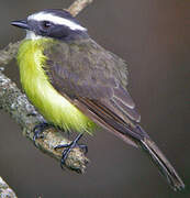 Rusty-margined Flycatcher