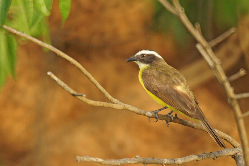 Rusty-margined Flycatcher