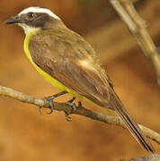 Rusty-margined Flycatcher