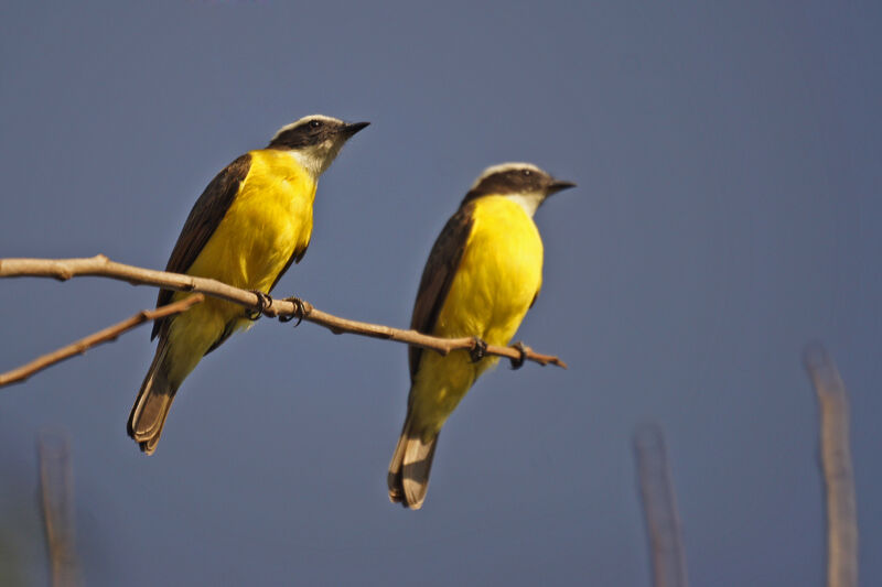 Rusty-margined Flycatcher