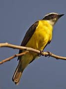 Rusty-margined Flycatcher