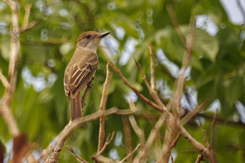 Brown-crested Flycatcher