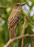 Brown-crested Flycatcher