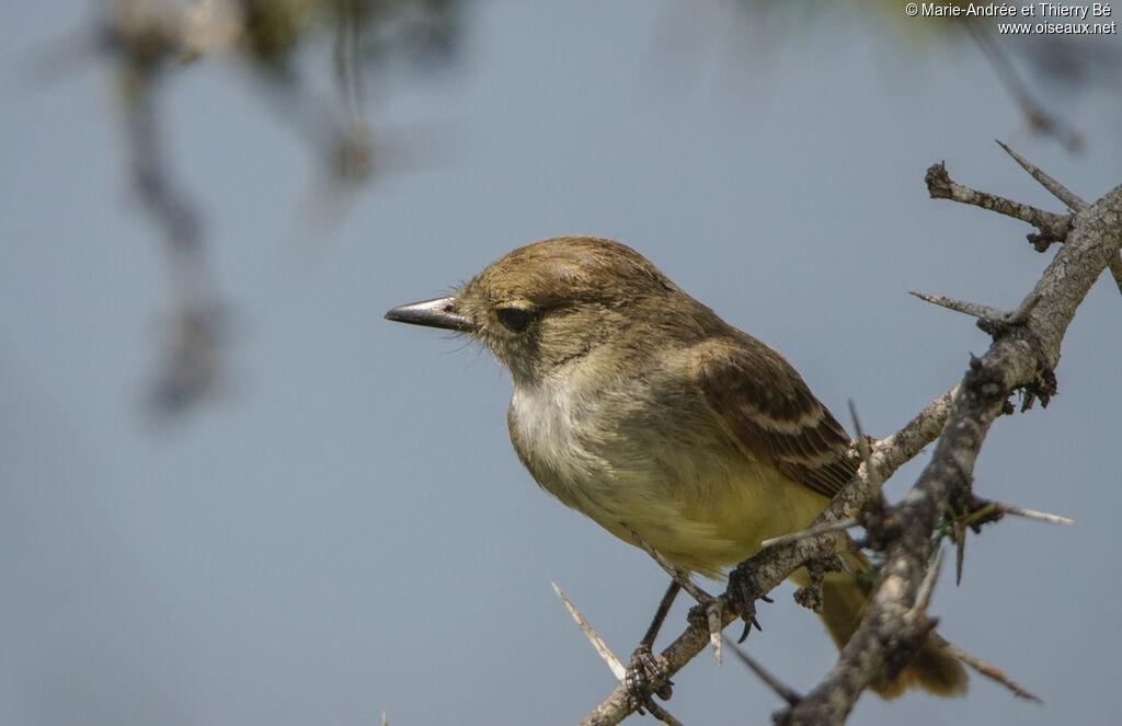 Tyran des Galapagos
