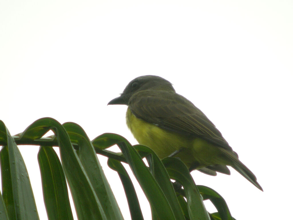 Sulphury Flycatcher