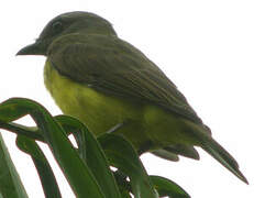 Sulphury Flycatcher