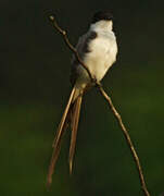 Fork-tailed Flycatcher