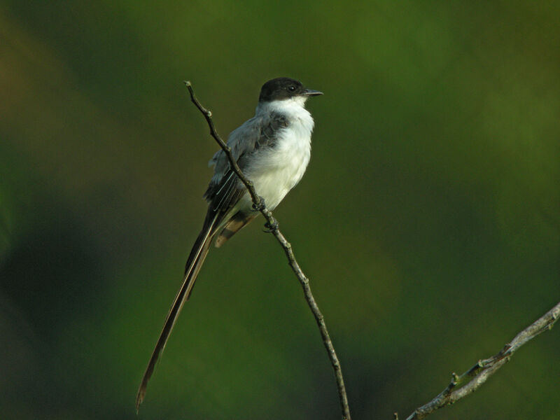 Fork-tailed Flycatcher