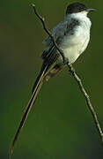 Fork-tailed Flycatcher