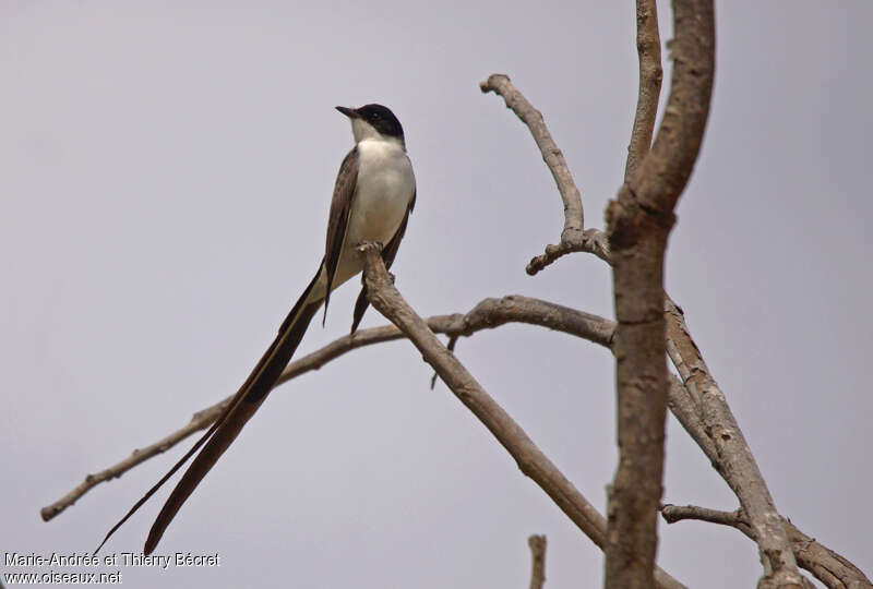 Fork-tailed Flycatcher male, identification