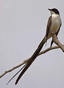 Fork-tailed Flycatcher