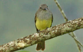 Panama Flycatcher