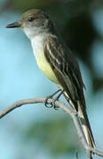 Short-crested Flycatcher