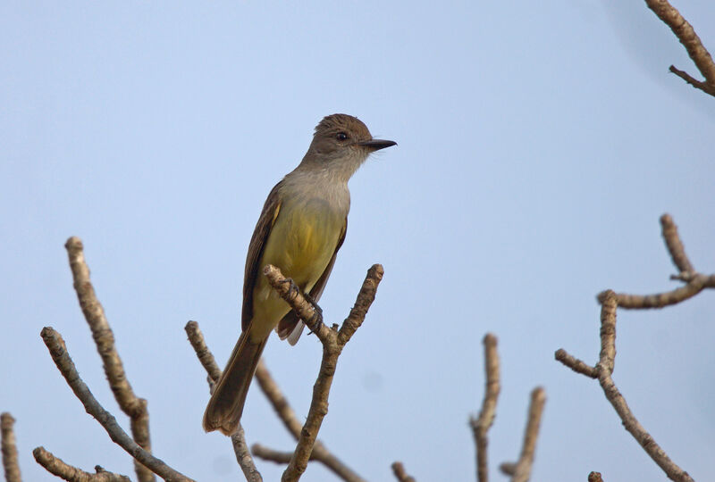 Short-crested Flycatcher