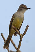 Short-crested Flycatcher