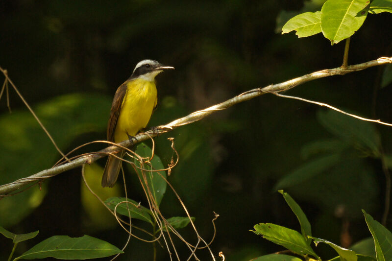 Lesser Kiskadee