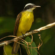 Lesser Kiskadee