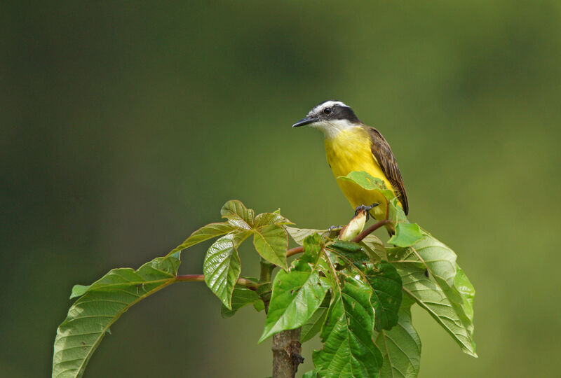 Lesser Kiskadee