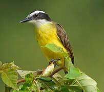 Lesser Kiskadee