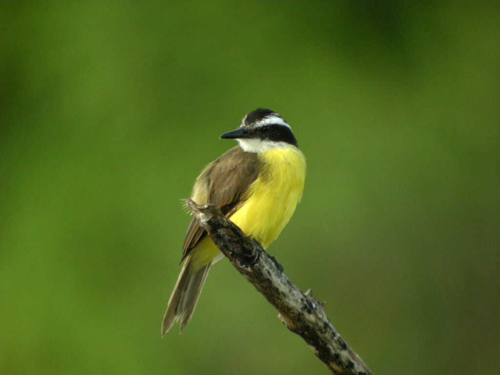 Lesser Kiskadee