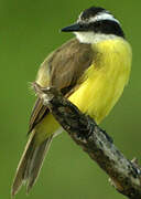 Lesser Kiskadee