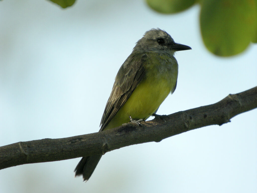 Tropical Kingbird