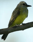 Tropical Kingbird