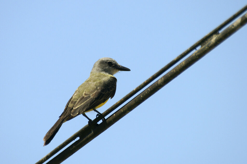 Tropical Kingbird