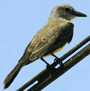 Tropical Kingbird